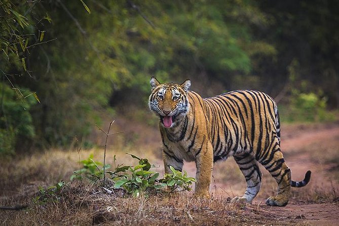 Bandhavgarh-national-park