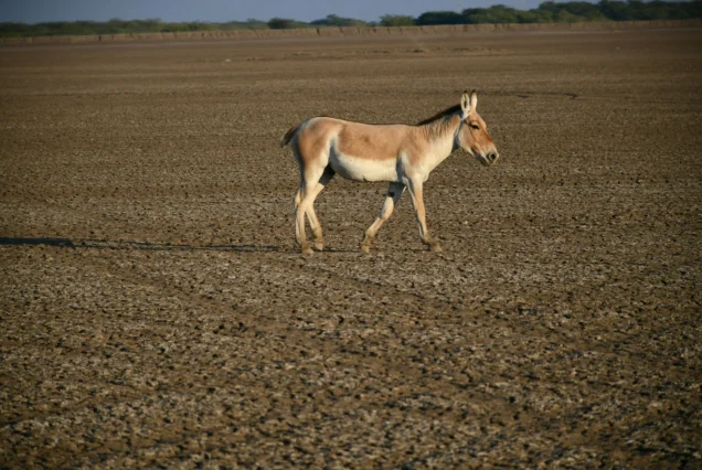 Rann Of Kutch Tour Package