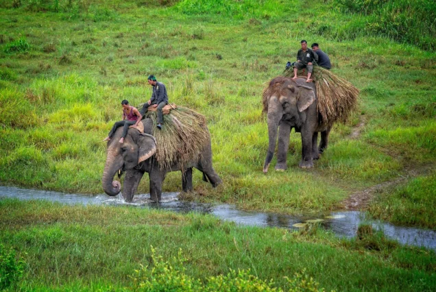 Chitwan Tour Package