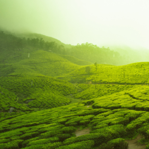 Munnar