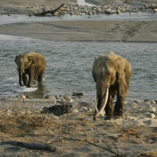 Jim Corbett National Park