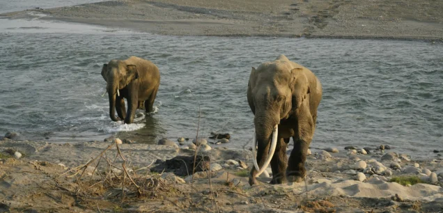 Jim Corbett National Park