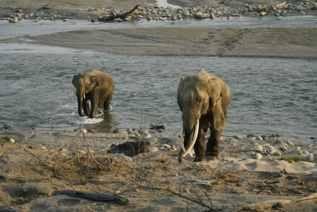 Jim Corbett National Park