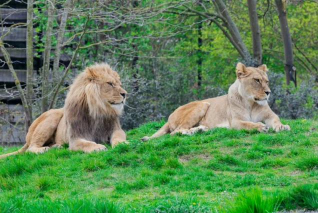 Paris Zoo trip