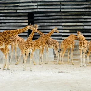 Paris Zoo trip