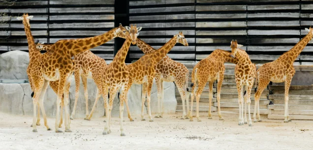 Paris Zoo trip