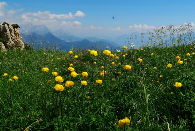 Valley of Flowers