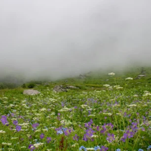 Valley of Flowers