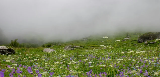 Valley of Flowers