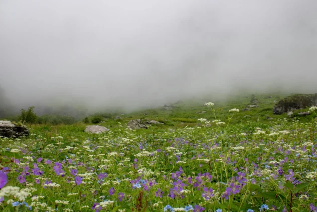 Valley of Flowers