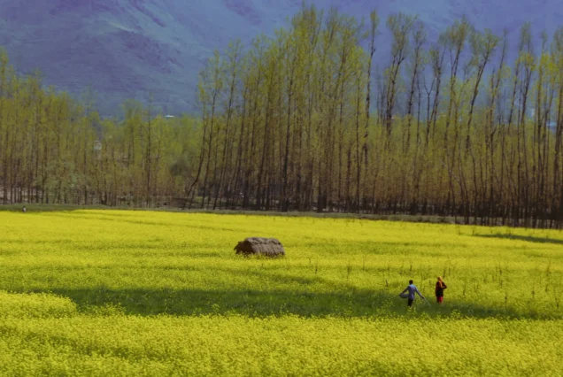 Pahalgam Tour Package