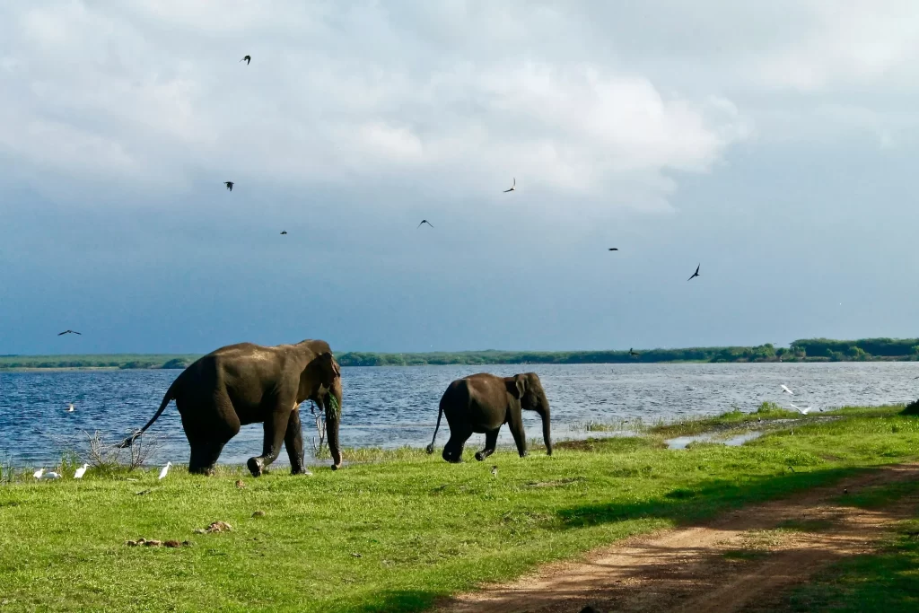 Sri Lanka Tour