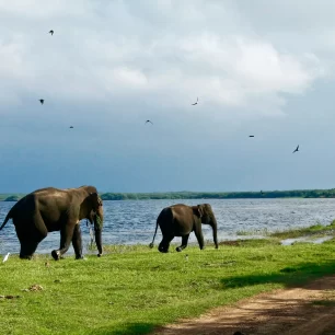 Yala National Park