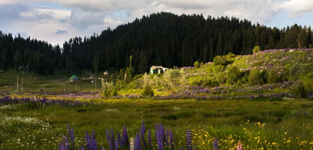 Gulmarg