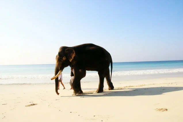 Havelock Island