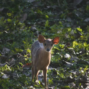 Manas National Park