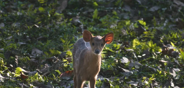 Manas National Park