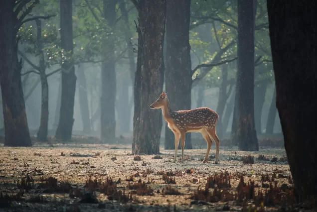 Sundarbans Tour Package