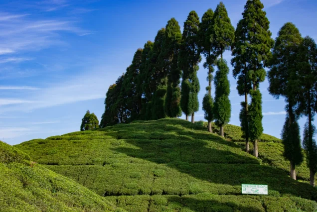 Darjeeling Tour Package