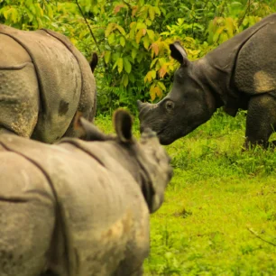 Kaziranga National Park