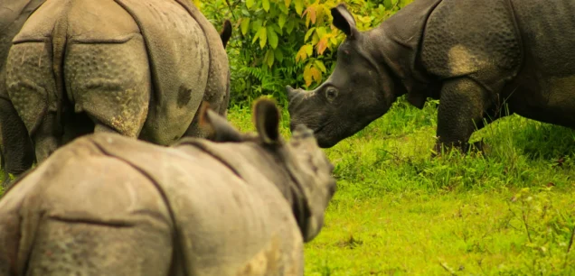 Kaziranga National Park