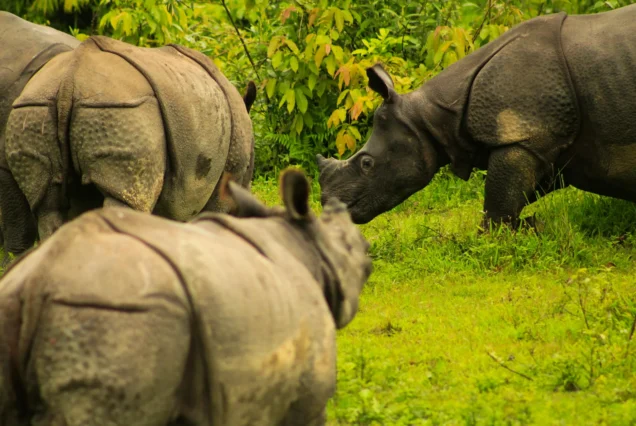 Kaziranga National Park